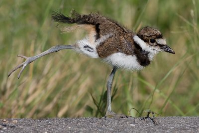 Killdeer Chick