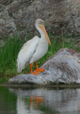 pelican3442.jpg