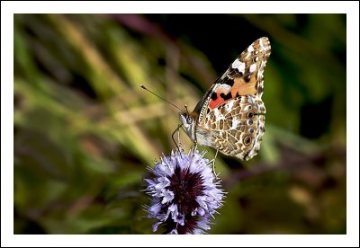 Painted Lady Refueling