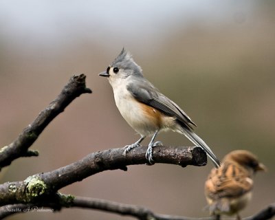 Titmouse