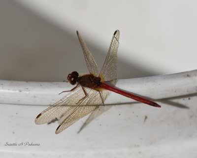  Red Dragonfly