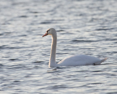 Wild Mute Swan