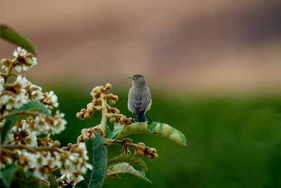 Resting on a leaf