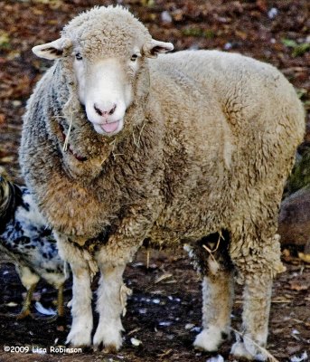 Sheep with Attitude