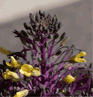 g3/95/398095/3/120544686.iL7pX5GR.jpg