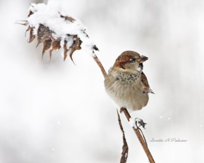 Sparrow in the Snow
