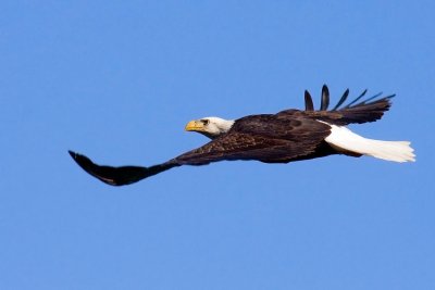 Conowingo Dam Bald Eagle in Flight