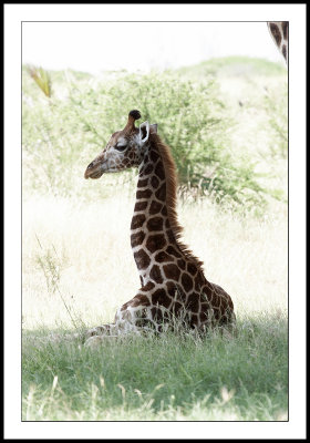 Baby giraffe in the wild