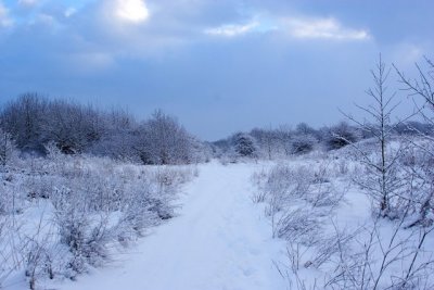 Snowy Vista