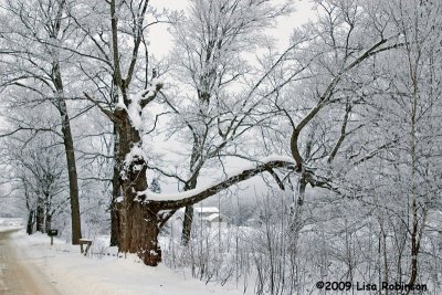 Through the Snowy Trees