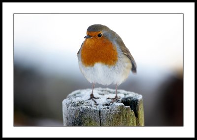 Robin on snowy post
