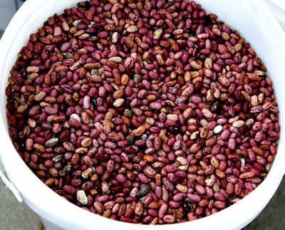 Beans - Vermont Cranberry