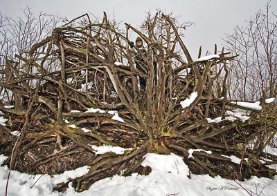 Huge Roots