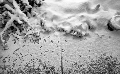 Bird Tracks