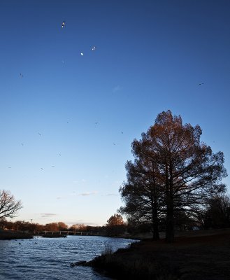 Hey, diddle, diddle . . .  the gulls flew over the moon