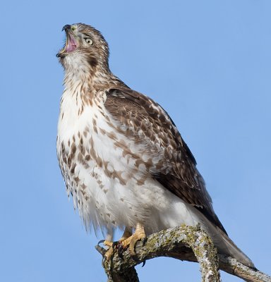 Red-tailed Hawk