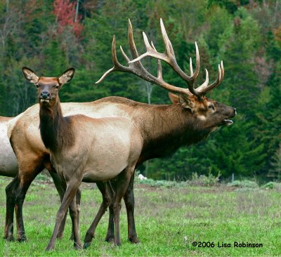 Elk