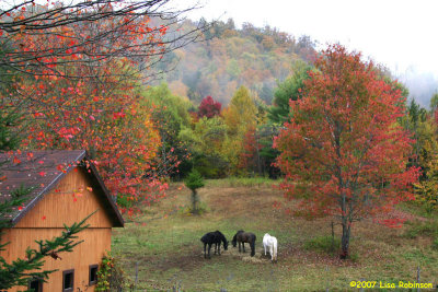 Autumn Pasture