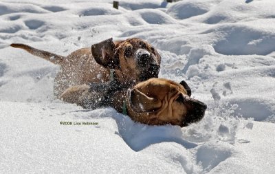 Hounds in the Snow