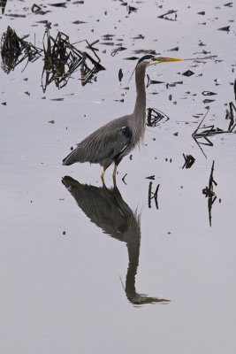 Heron