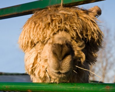 Golden Alpaca