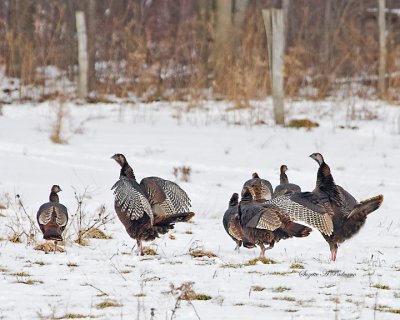 Wild Turkeys in the Snow