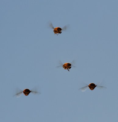 Bees in flight.