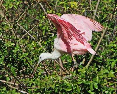 Looking for a Nesting Site