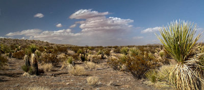 New Mexico Desert