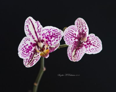  Orchid's