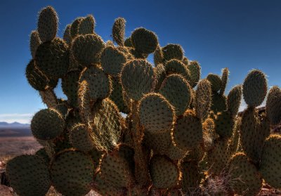 Cactus [HDR]
