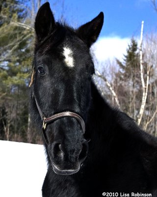 Lisas black horse.