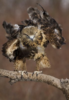 Rough Legged Hawk