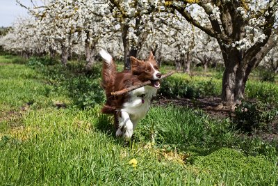 Flint in the orchard