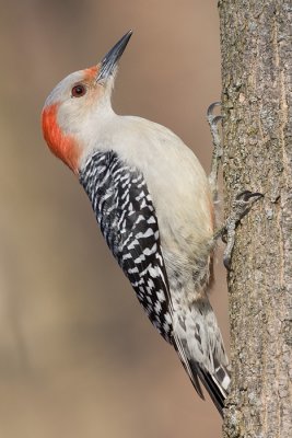 Red-bellied Woodpecker - Female