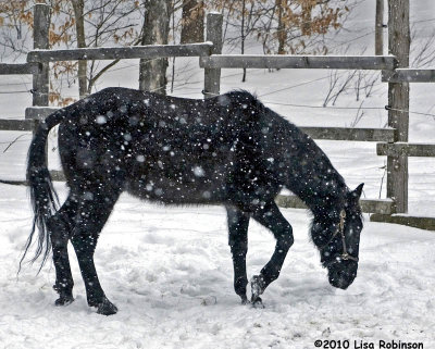 Horses Love to Roll, Even in the Snow ...