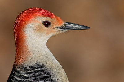 REd-bellied Woodpecker - male