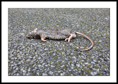 Dead rat