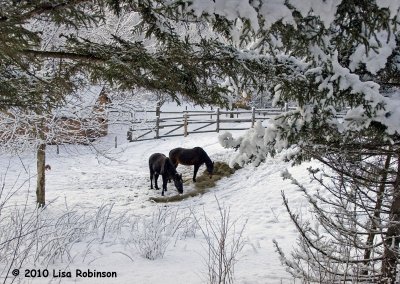 From Up in the Pasture in Snowy February