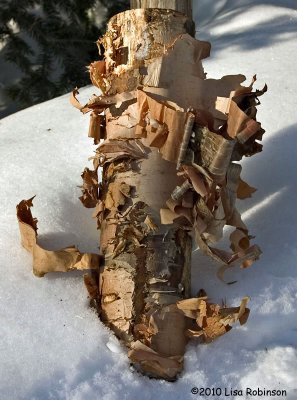 Birch Log