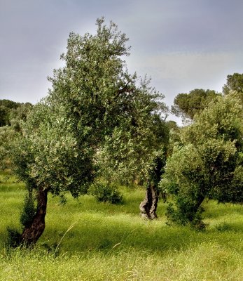 Olive grove