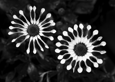 African Daisy