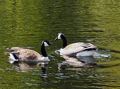 Geese