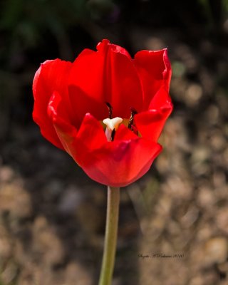  tulip
