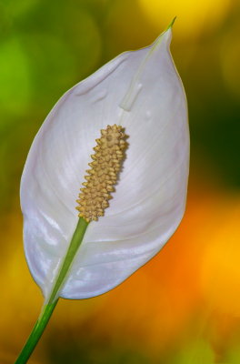 White flower 01.jpg