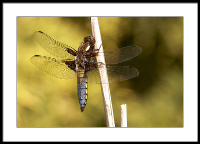 Broad Bodied Chaser dragonfly