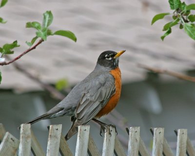 robin2915s.jpg