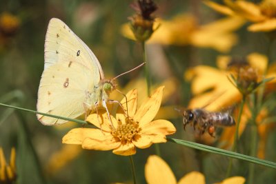 Clouded Sulphur Butterfly