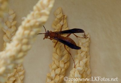 Wasp on Saw Palmetto Bud.