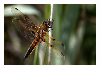 Four Spot Chaser